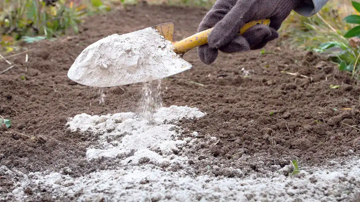 Vergessen Sie nicht, im Dezember Ihren Garten mit Mehl zu bestreuen: ein wunderbarer Neujahrstrick erfahrener Gärtner
